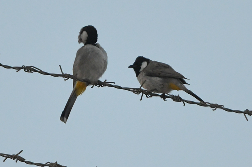 White-eared Bulbul (Pycnonotus leucotis), photo 8