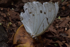 Morpho polyphemus