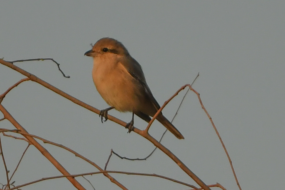 Isabelline Shrike (Lanius isabellinus), photo 2