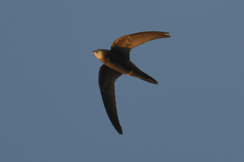 Pallid Swift (Apus pallidus), photo 5