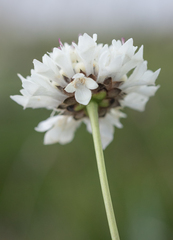 Cephalaria oblongifolia, photograph (c) Morten Ross, some rights reserved (CC BY)