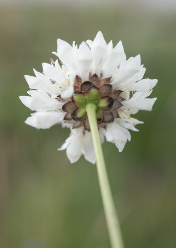 Cephalaria oblongifolia, photograph 5