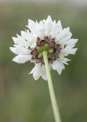 Cephalaria oblongifolia, photograph (c) Morten Ross, some rights reserved (CC BY)