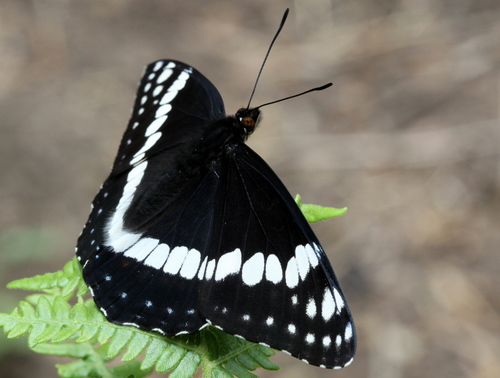 Weidemeyer's Admiral