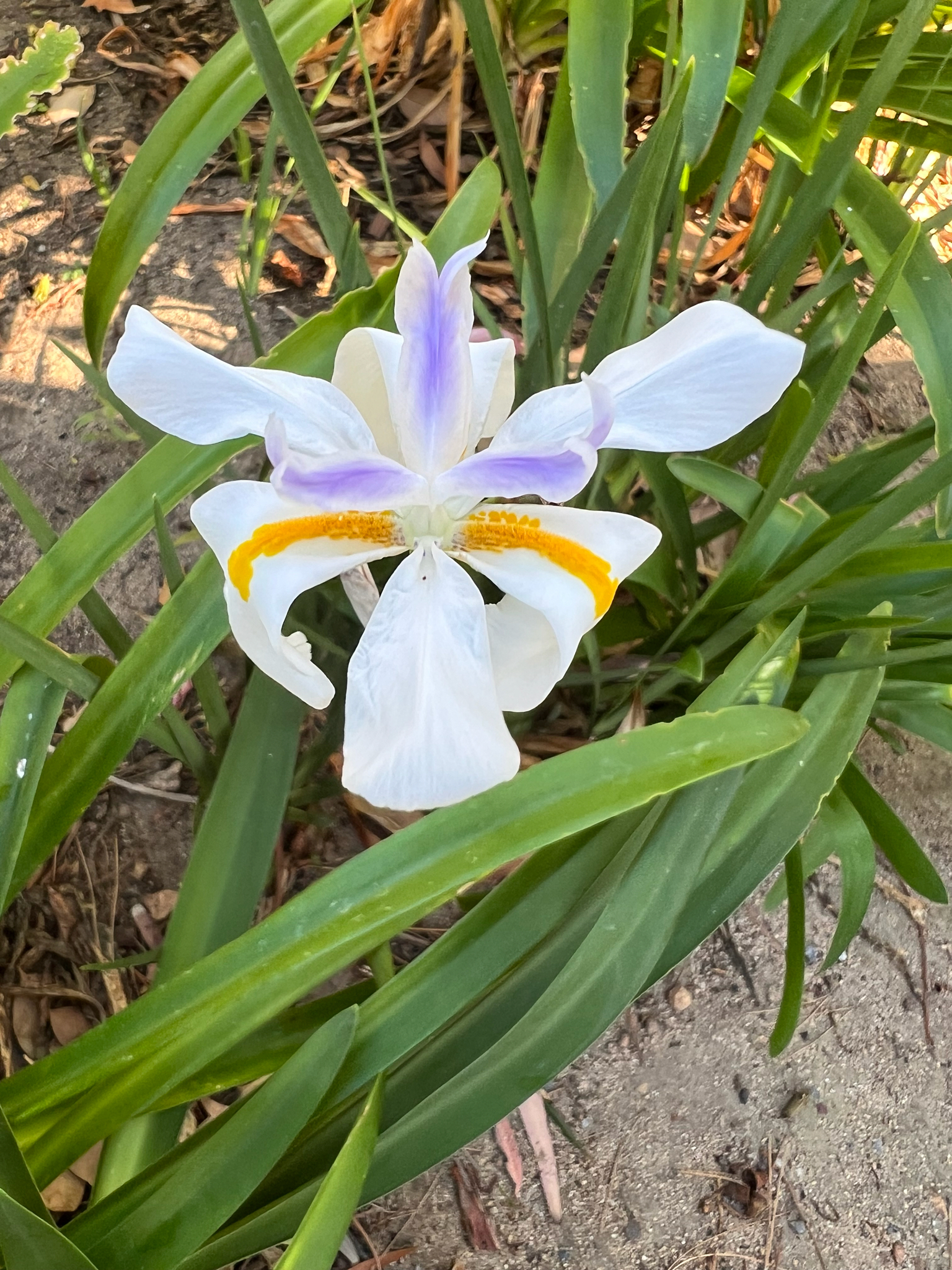 Fairy Iris (Dietes grandiflora)