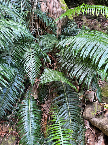 Pointed Hard Fern (Blechnum attenuatum)