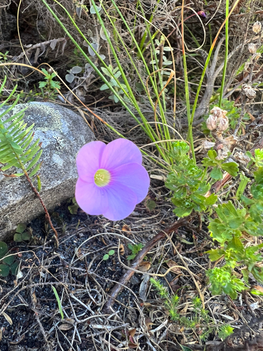 Alternating Sorrel (Oxalis commutata)