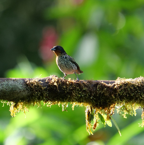 Rufous-throated Tanager (Ixothraupis rufigula), photo 6