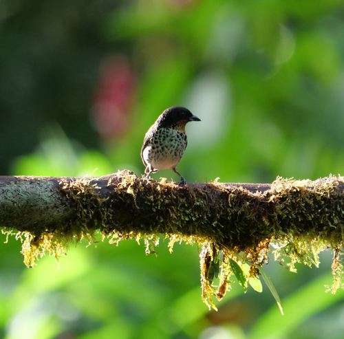 Rufous-throated Tanager (Ixothraupis rufigula), photo 7