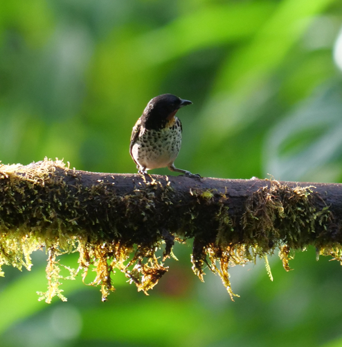 Rufous-throated Tanager (Ixothraupis rufigula), photo 8
