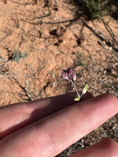 Fiddle Mustard (Streptanthus longirostris)