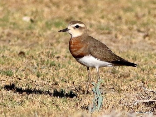 iNaturalist image