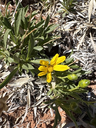 Thrift Mock Goldenweed (Stenotus armerioides)