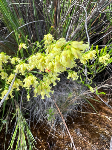 Rice Heath (Erica lutea)