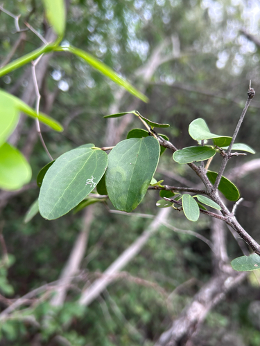 Strychnos decussata