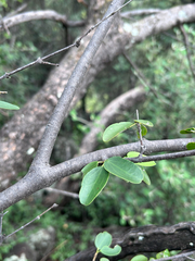 Strychnos decussata, photograph author not stated, no rights reserved