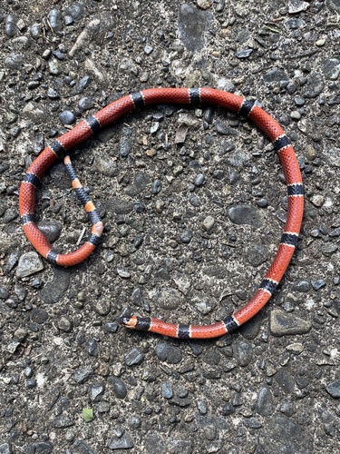 Central American Coralsnake