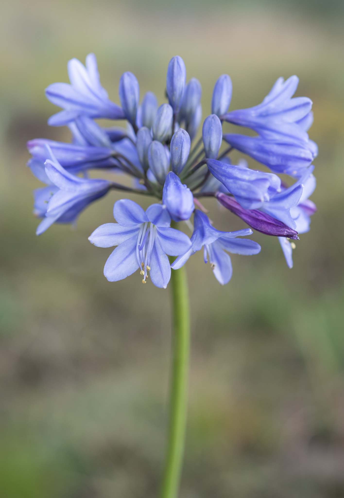 Bell Agapanthus (Agapanthus campanulatus)