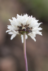 Cephalaria oblongifolia