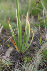 Agapanthus campanulatus, photograph (c) Morten Ross, some rights reserved (CC BY)