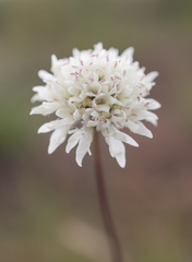 Cephalaria oblongifolia, photograph (c) Morten Ross, some rights reserved (CC BY)