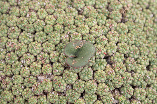 Euphorbia clavarioides, photograph 3