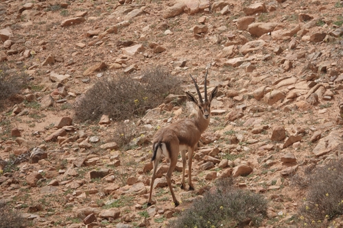 Cuvier's Gazelle