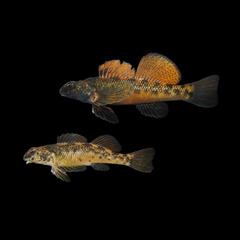 Longfin Darter photo 1