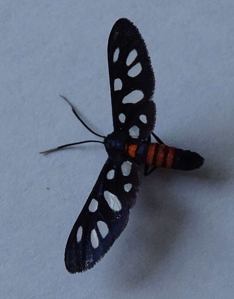 Amata damarensis