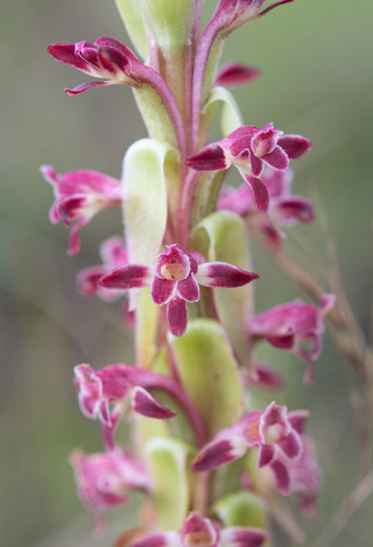 Longtail Satyre (Satyrium longicauda)