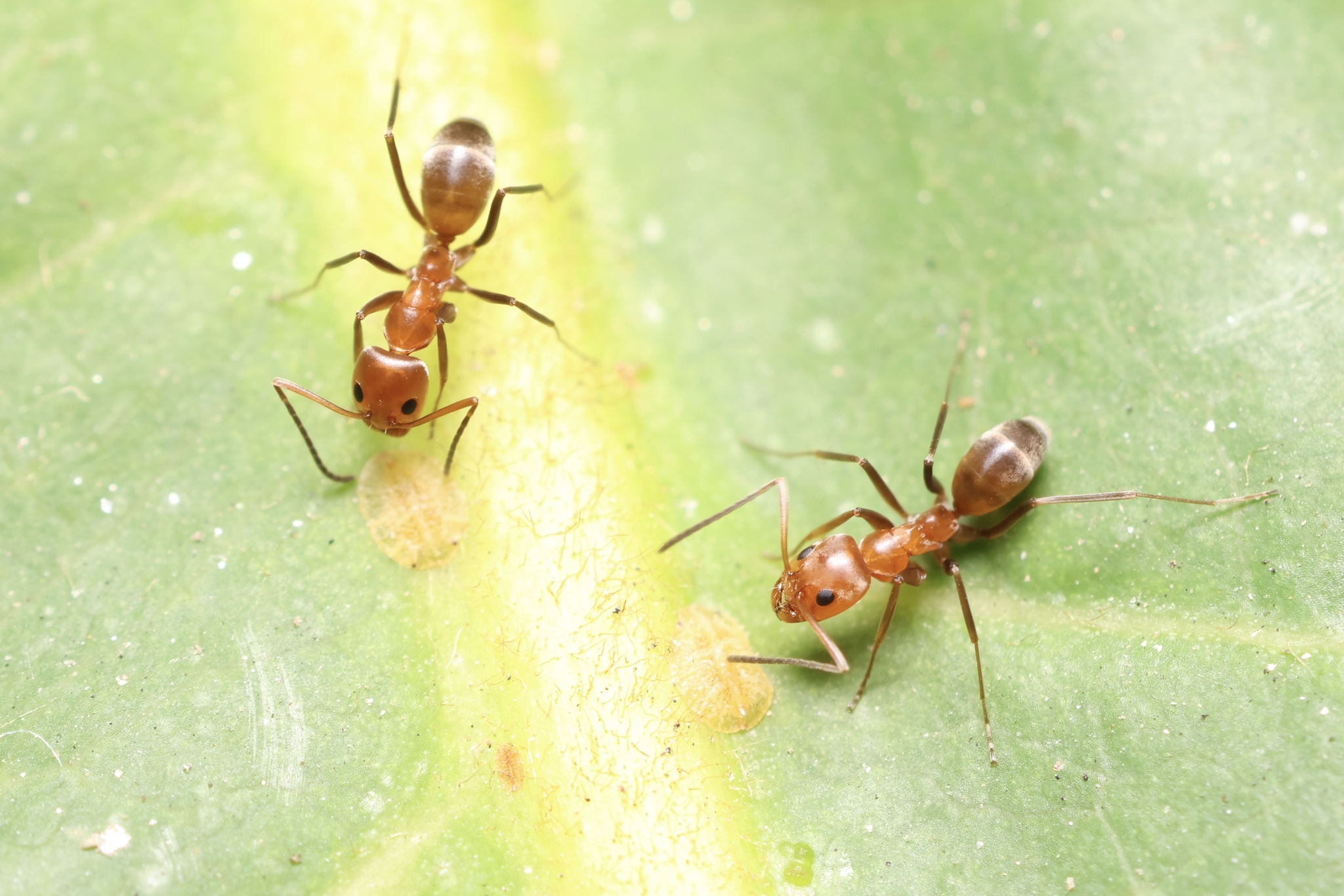 Dorymyrmex biconis