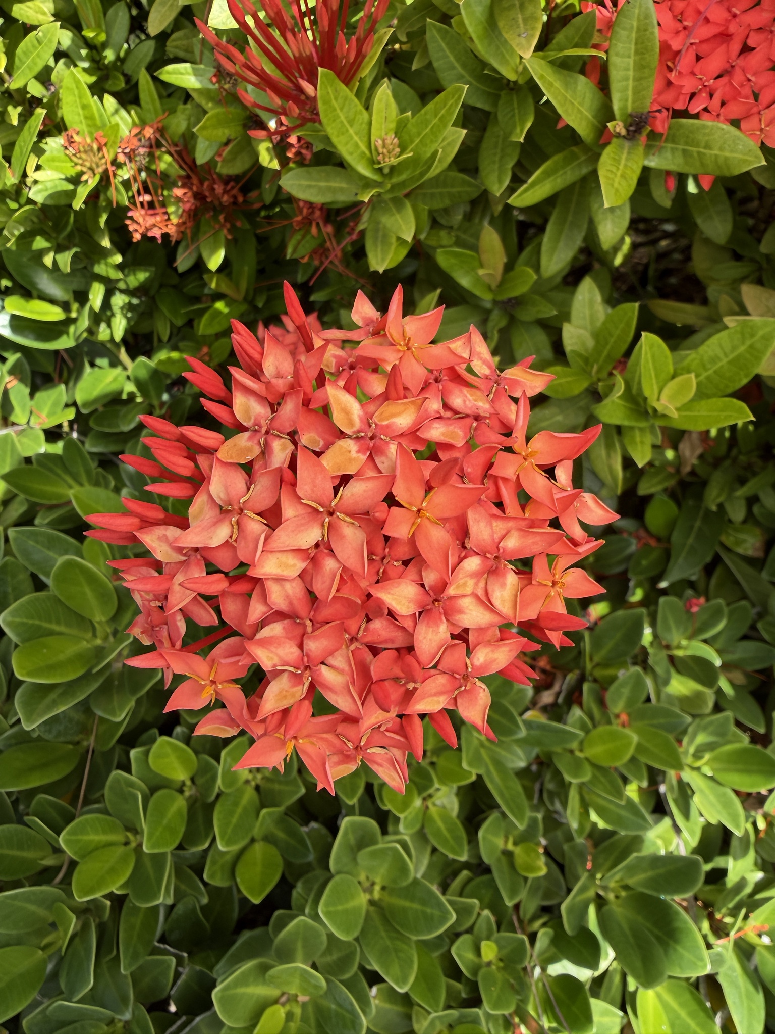 Jungle Flame (Ixora coccinea)