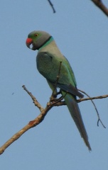 Psittacula columboides