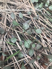 Claytonia rubra