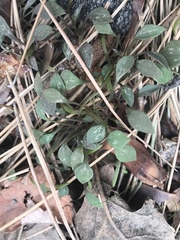 Claytonia rubra