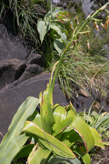 (c) Morten Ross, some rights reserved (CC BY) Ornithogalum regale, photograph (c) Morten Ross, some rights reserved (CC BY)