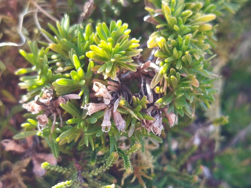 Azores Thyme (Thymus caespititius)
