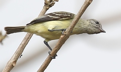 Camptostoma obsoletum