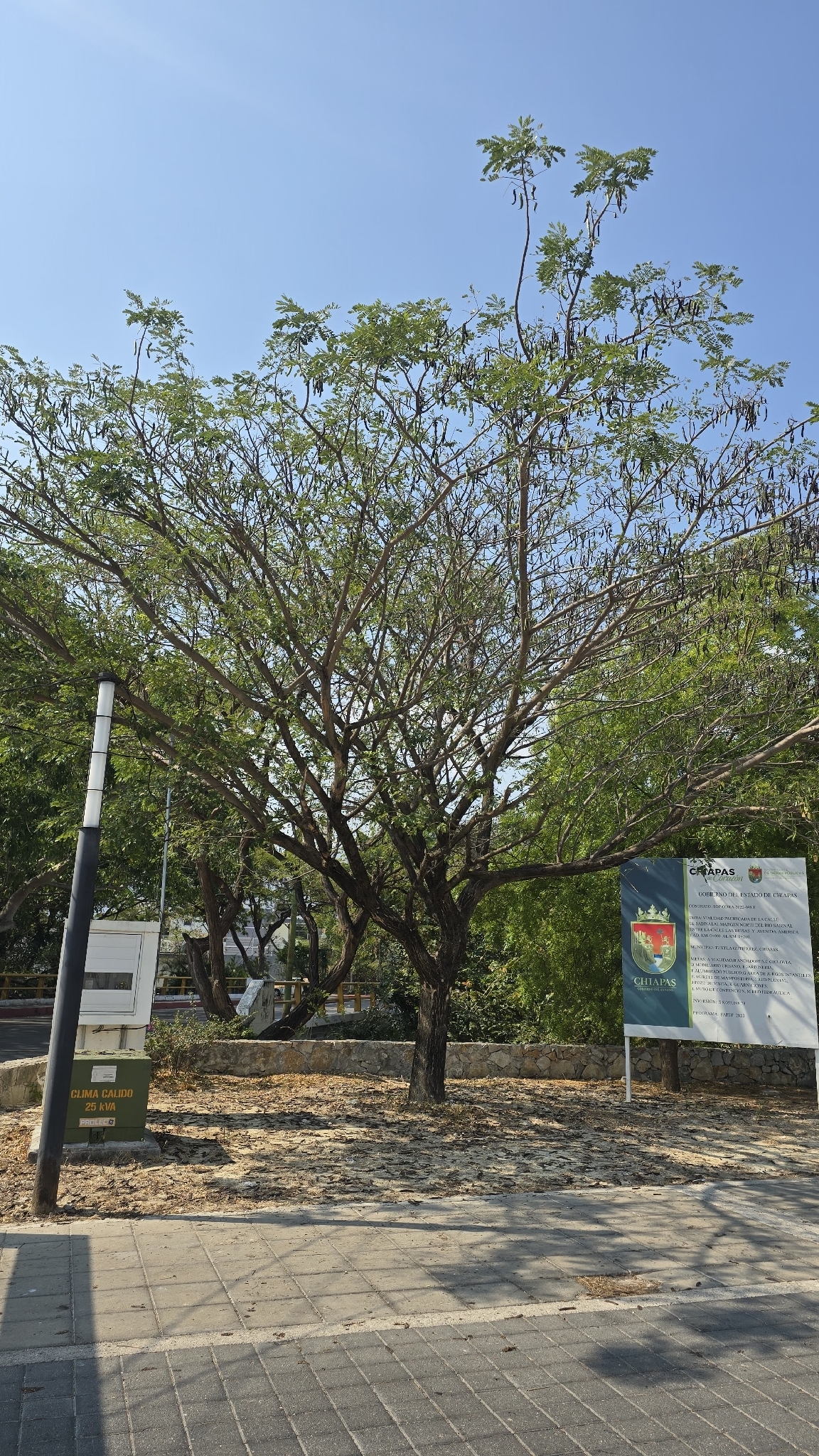 Rain Tree (Samanea saman)