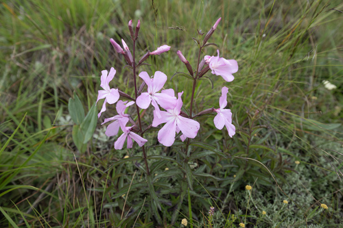 Large Mountain Ink Flower (Cycnium racemosum)