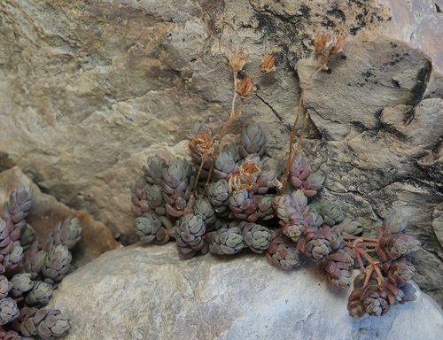 Orpine Stonecrop (Sedum debile)