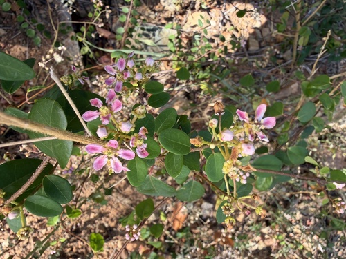 Bull withe (Heteropterys purpurea)