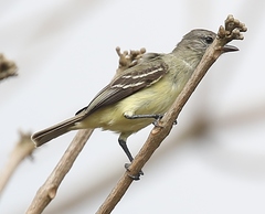 Camptostoma obsoletum