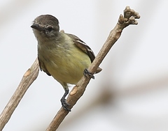 Camptostoma obsoletum