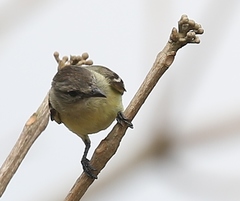 Camptostoma obsoletum