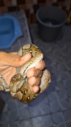Malayopython reticulatus