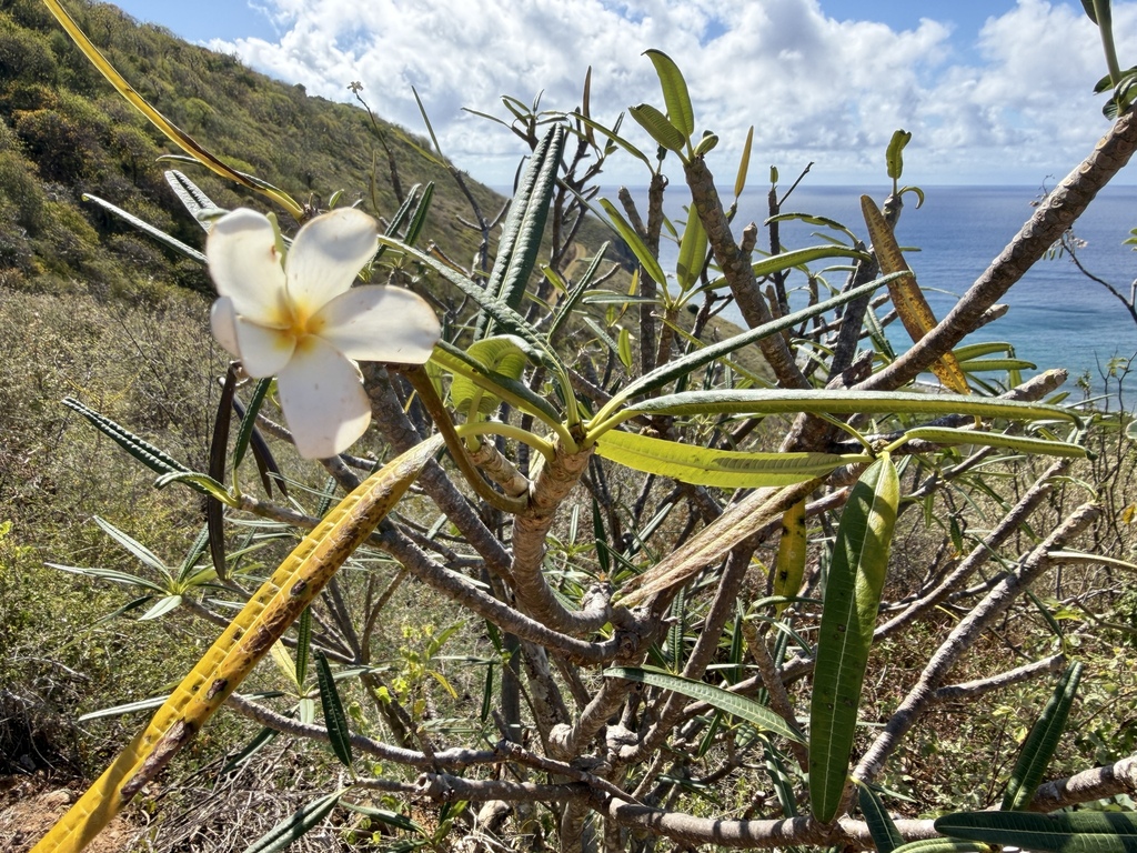 Hoa Chăm pa – Plumeria alba