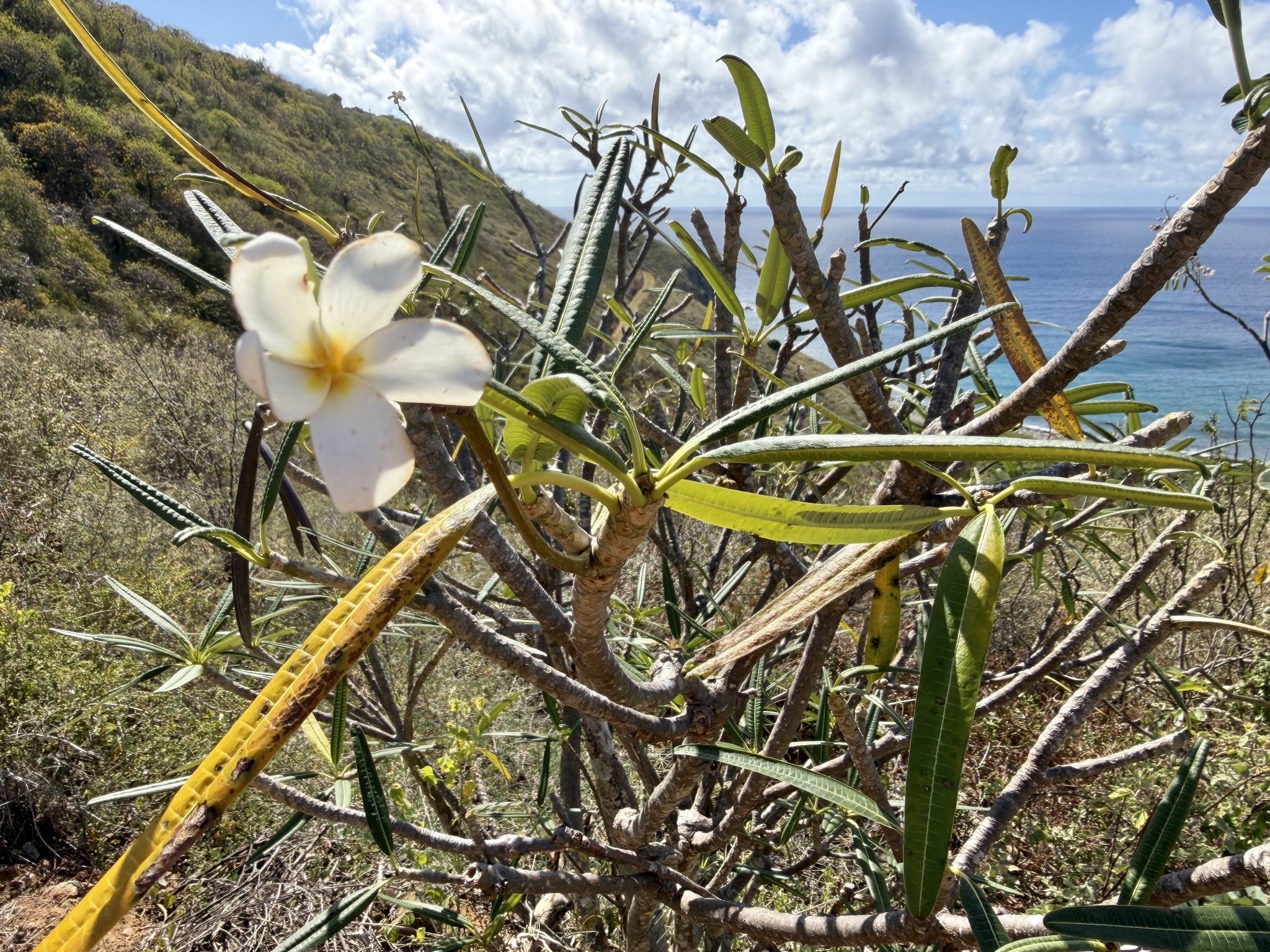 Nosegaytree (Plumeria alba)