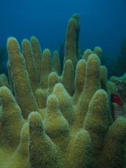 Pillar coral