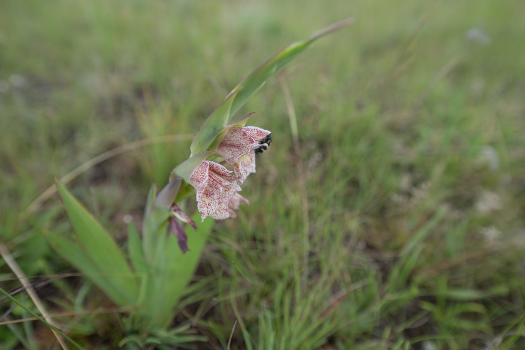 Gladiolus ecklonii; photograph (c) Morten Ross, some rights reserved (CC BY)